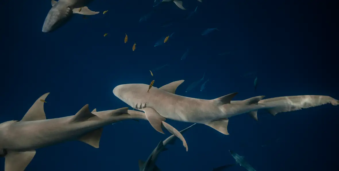 Cinnamon Velifushi - 195.7.4.97 -