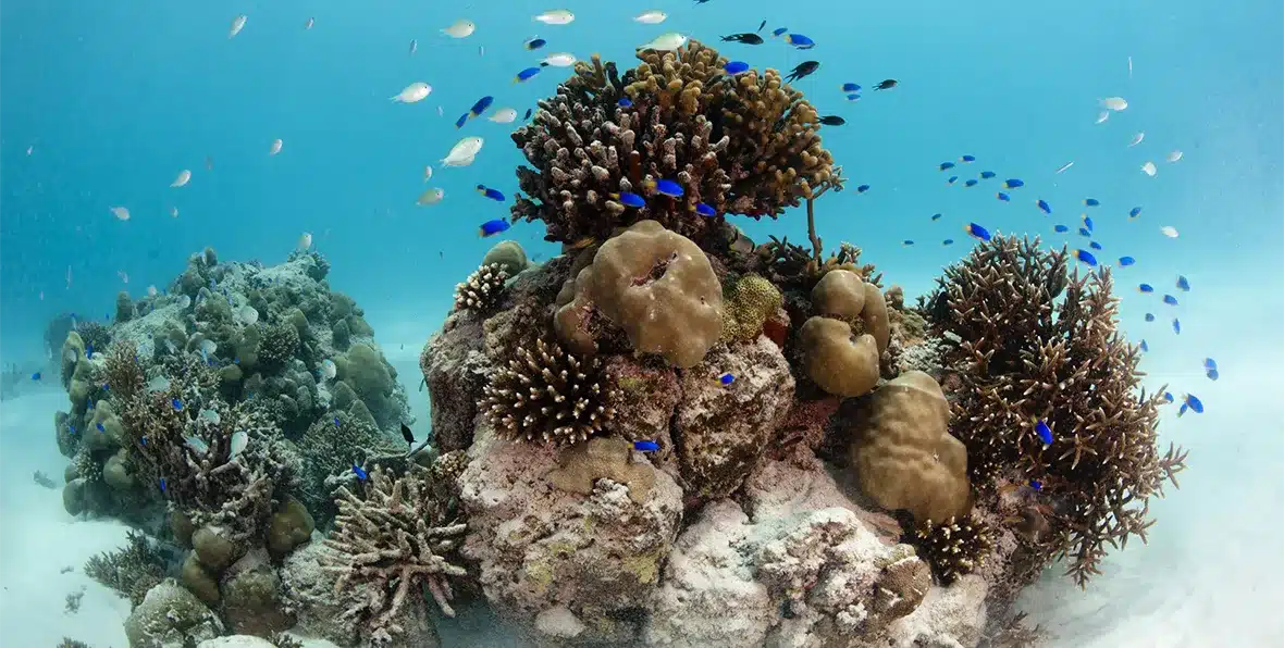 Luna De Miel Seychelles Buceo - 195.7.4.97