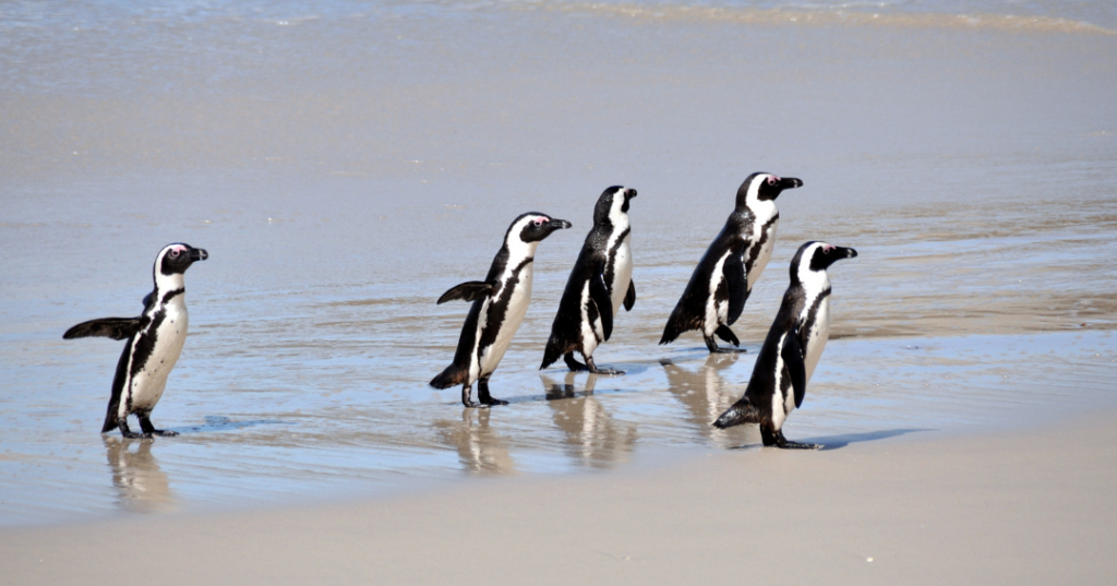 Aventura - 195.7.4.97 -