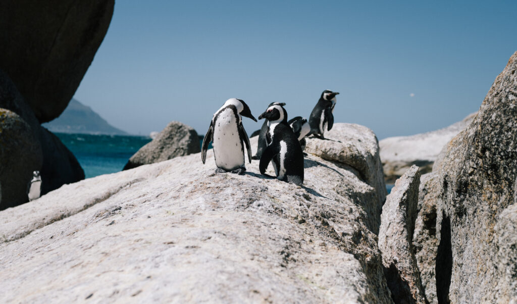 Cape Town Penguins - 195.7.4.97 -