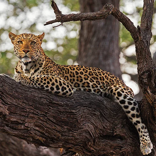 Viaje A Kenia Safari En Privado - 195.7.4.97 - Kenia