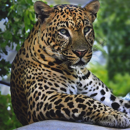 Viaje Sri Lanka A Medid A - 195.7.4.97 -