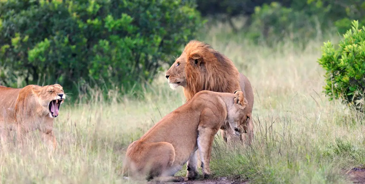 Safaris Kenia - 195.7.4.97 -