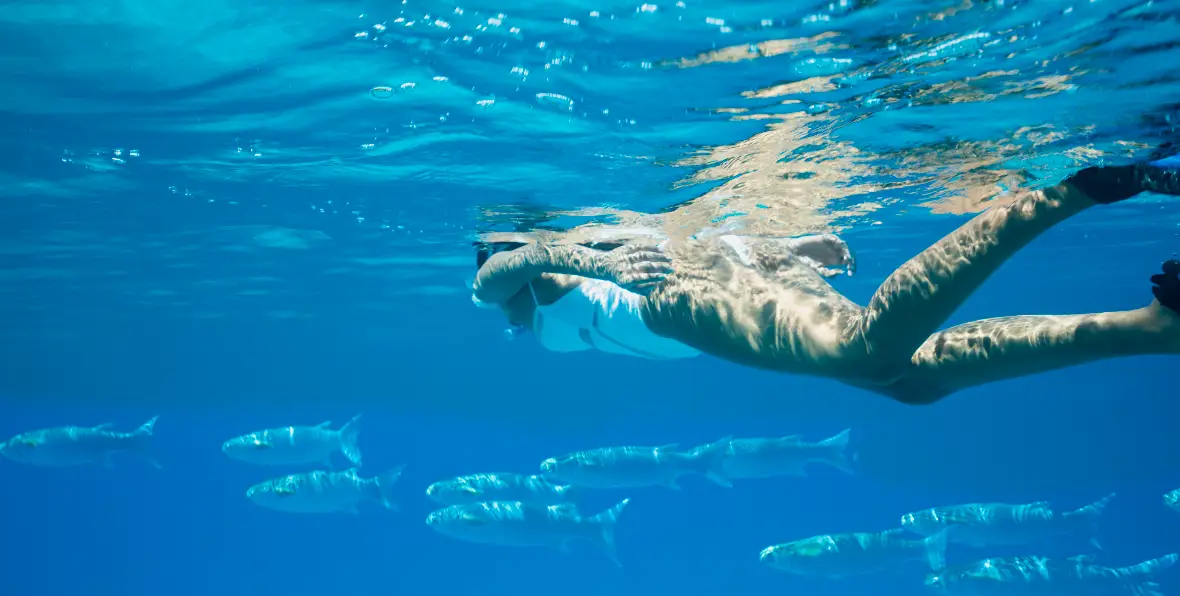 Servicios Raffles Seychelles - 195.7.4.97 -