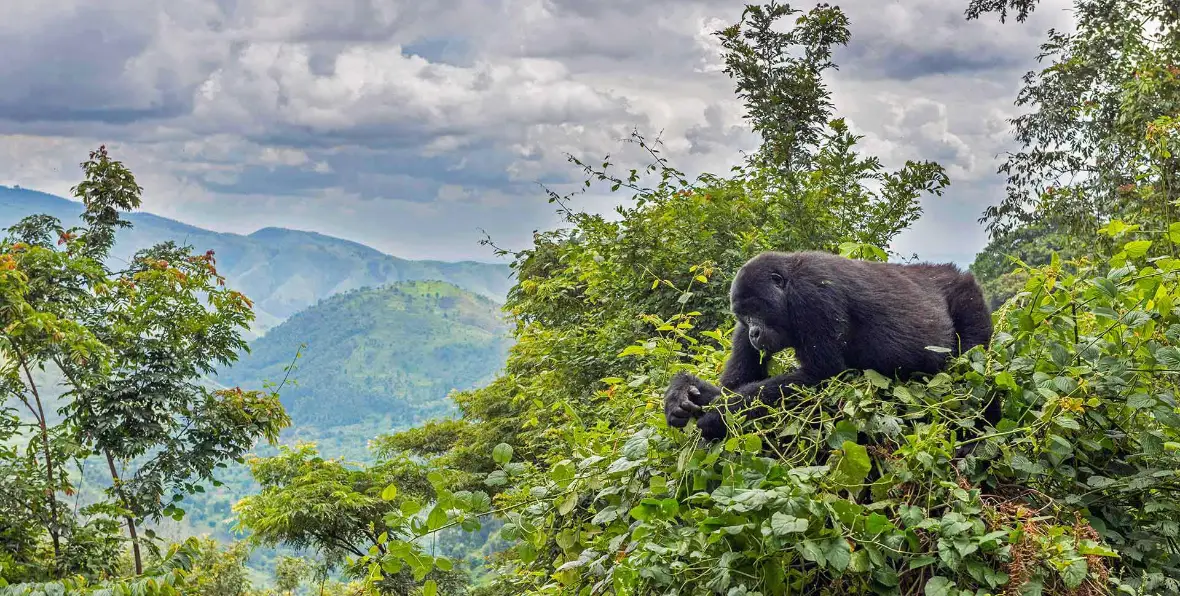 Uganda - 195.7.4.97 -