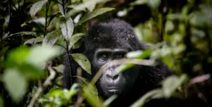 Sanctuary - 195.7.4.97 -