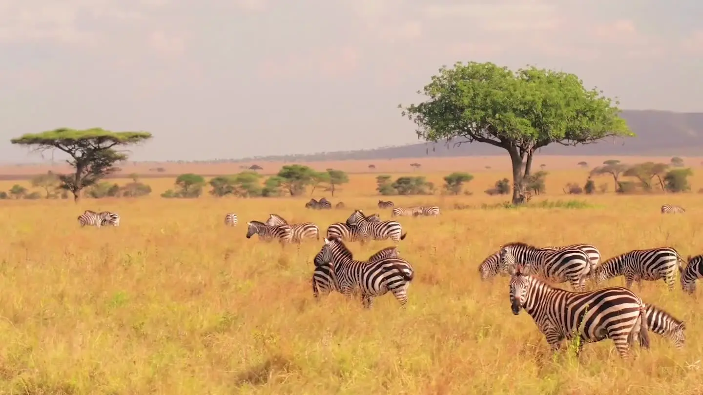 Tanzania Hero - 195.7.4.97 -