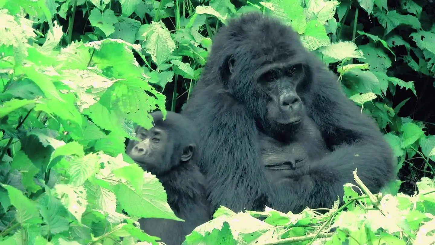 Uganda Hero - 195.7.4.97 -