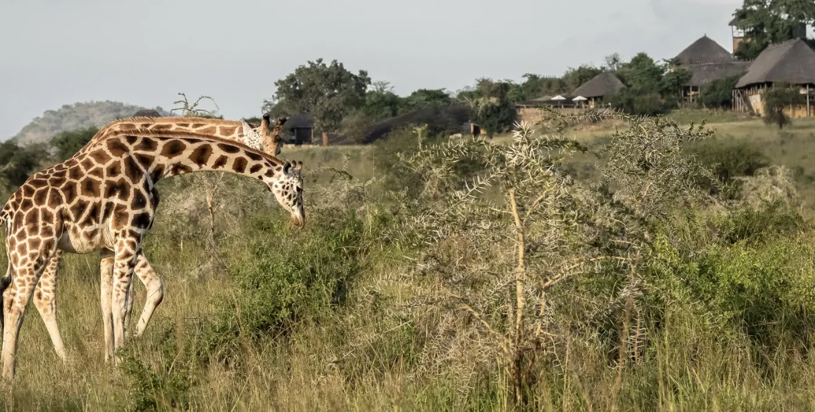 Apoka Safari Lounge - 195.7.4.97 -