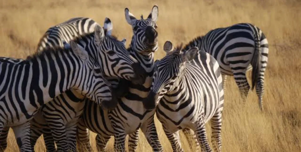 Kenia - 195.7.4.97 -