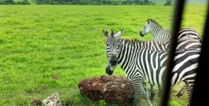 Ngorongoro Melia Lodge Collection - 195.7.4.97 -