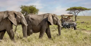 One Nature Nyaruswiga - 195.7.4.97 -