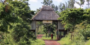 Neptune Ngonongoro - 195.7.4.97 -