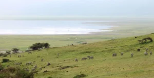 Neptune Ngonongoro - 195.7.4.97 -