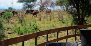 Tarangire Sopa Lodge - 195.7.4.97 -