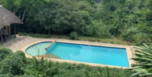 Turaco - 195.7.4.97 -