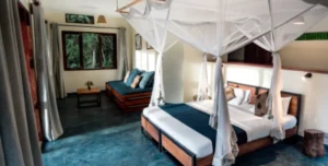 Turaco - 195.7.4.97 -