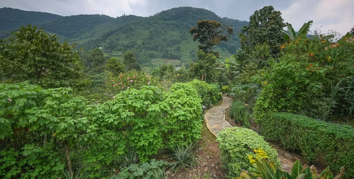 Mahogany - 195.7.4.97