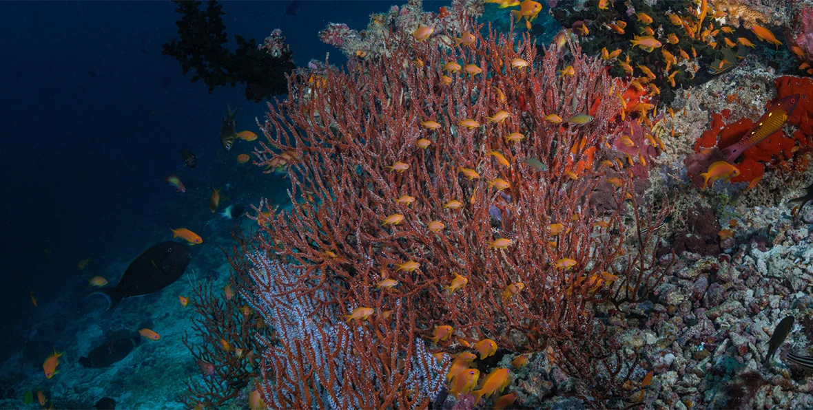 Oblu Select Lobigili Maldives Diving - 195.7.4.97