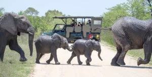 Anewresorthazyviewkrugerpark - 195.7.4.97