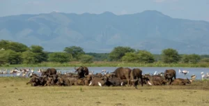Lake Manyara - 195.7.4.97