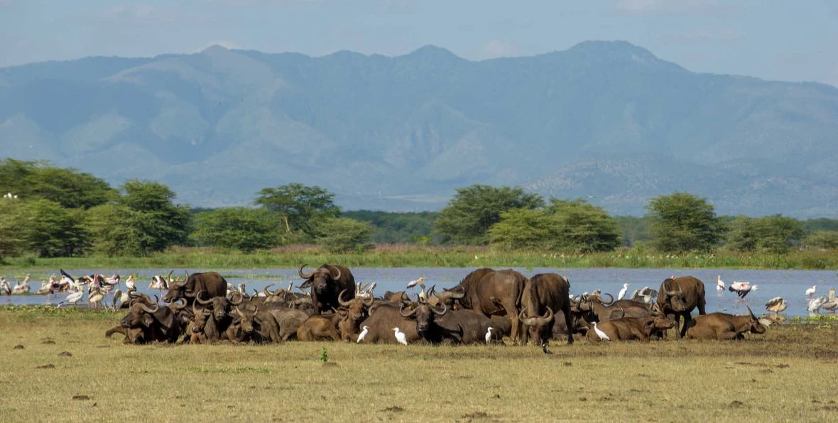 Lake Manyara - 195.7.4.97