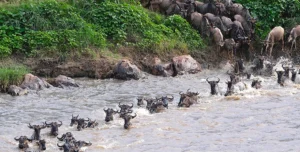 Mara River Post Tanzania - 195.7.4.97