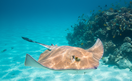 Diferencia Entre Mantarraya Y Raya Maldivas Arenatours - 195.7.4.97 - mantas en Maldivas