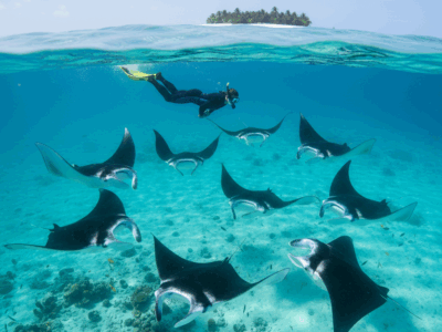 Mantas En Maldivas Arenatours - 195.7.4.97 - mantas en Maldivas