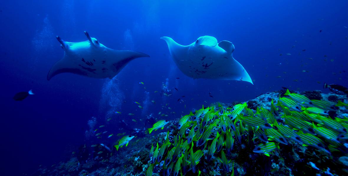 Amari Havodda Maldives - 195.7.4.97