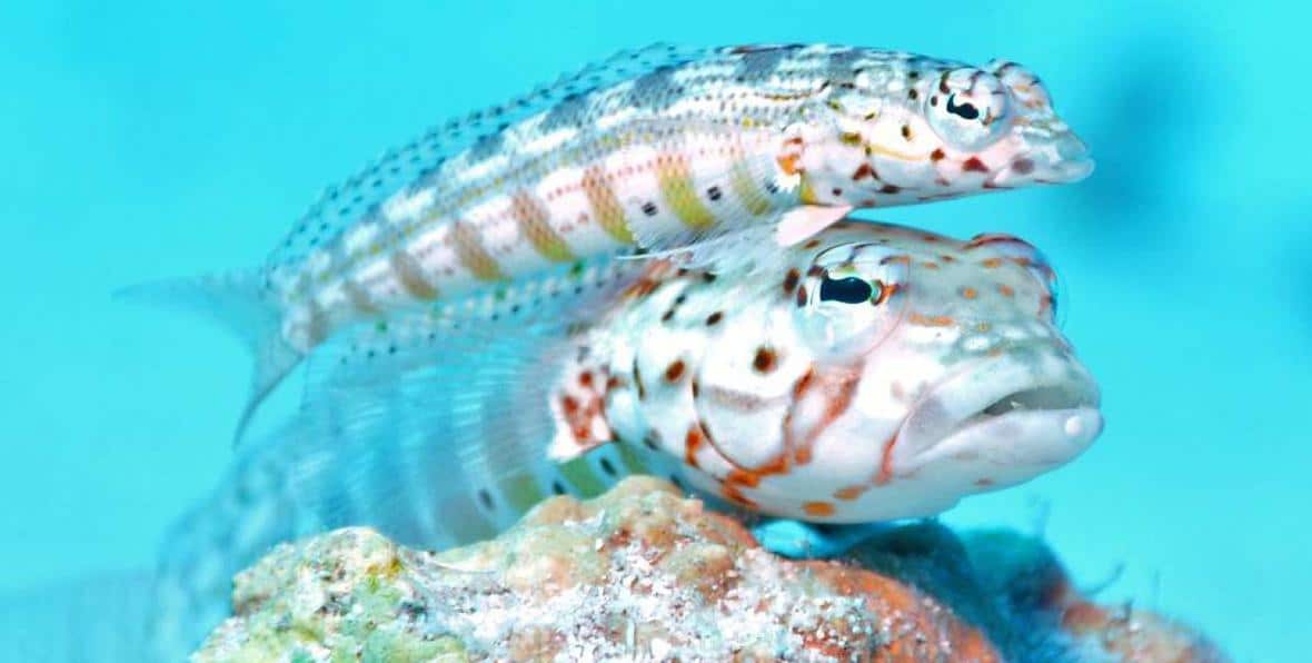 Amari Havodda Maldives - 195.7.4.97