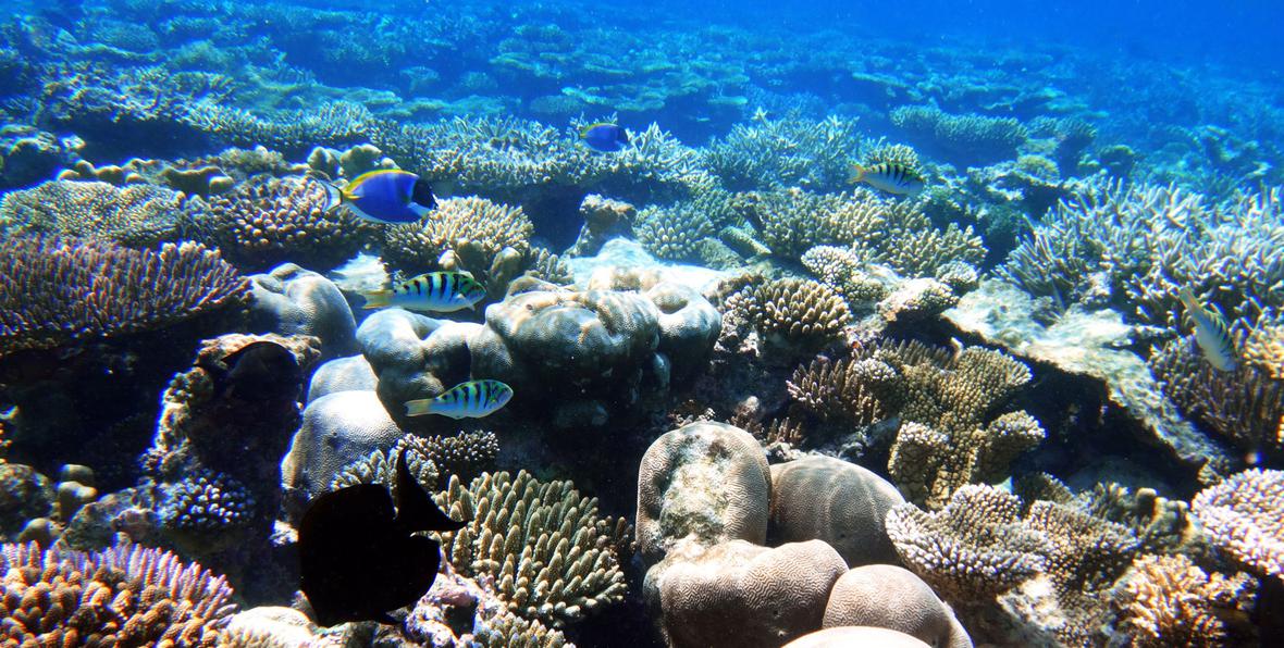 Dive Centre - 195.7.4.97