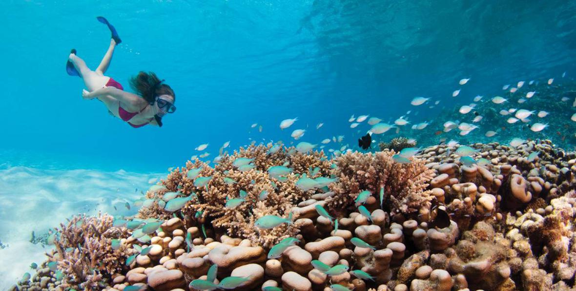 Snorkel - 195.7.4.97