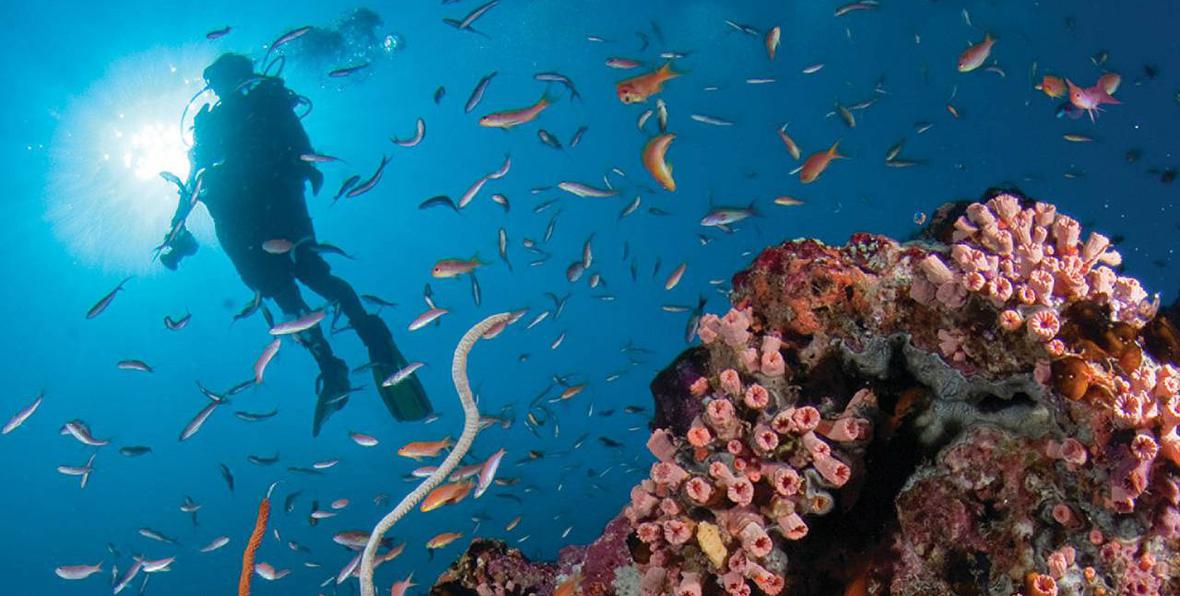 Buceo Y Snorkel - 195.7.4.97