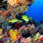 Buceo Y Snorkeling - 195.7.4.97