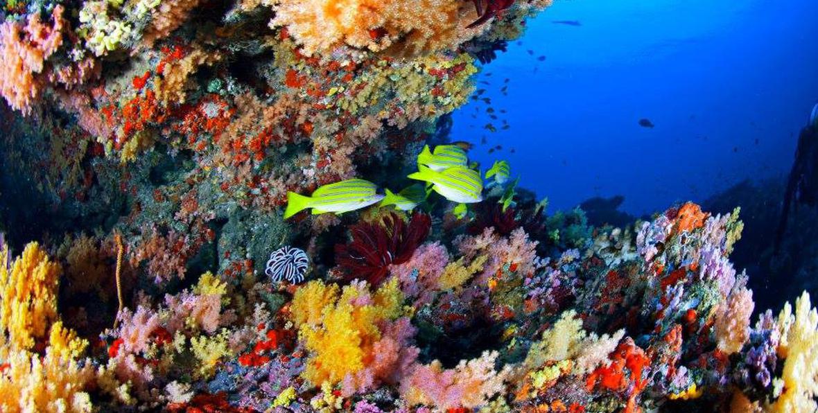 Buceo Y Snorkeling - 195.7.4.97