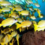 Buceo Y Snorkeling - 195.7.4.97