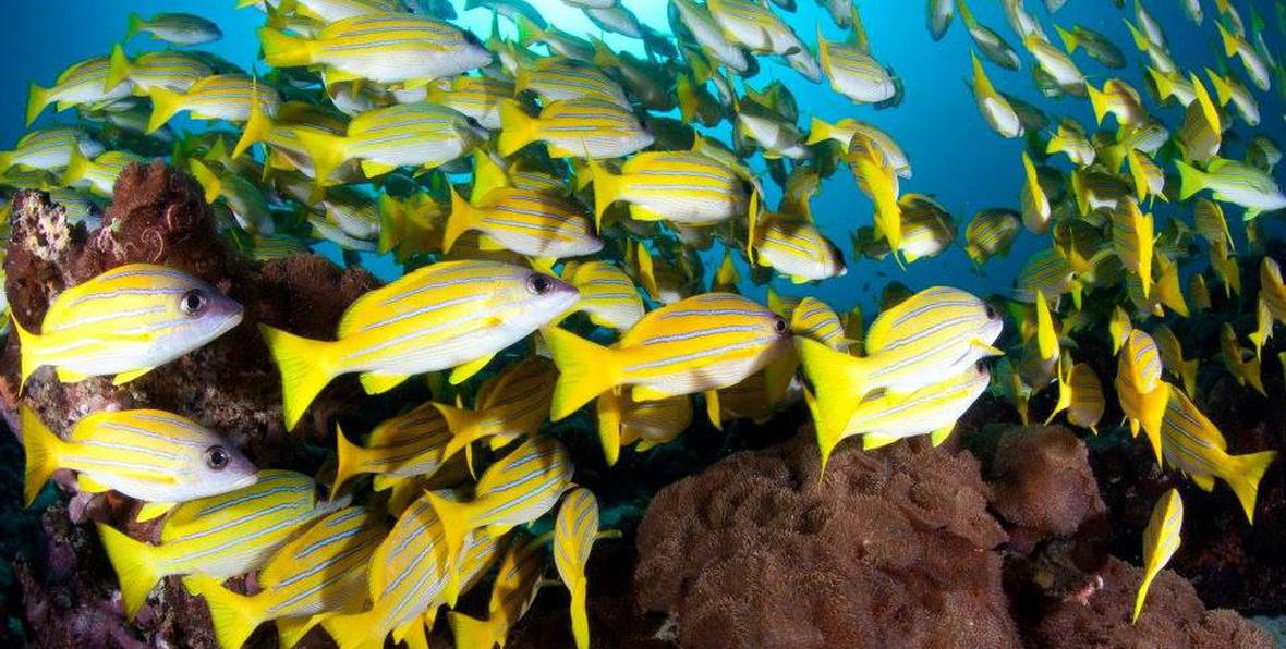 Buceo Y Snorkeling - 195.7.4.97