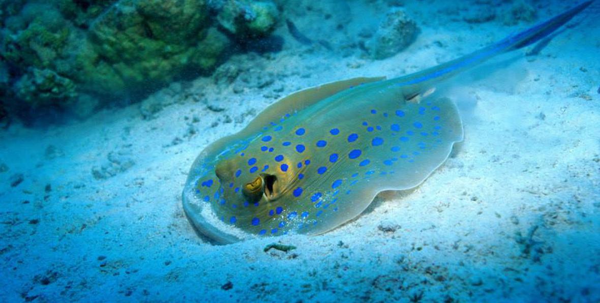 Buceo Y Snorkeling - 195.7.4.97