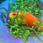 Hoteles de Maldivas para Buceo Y Snorkeling - 195.7.4.97