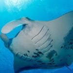 Buceo Y SnorkelingBuceo y Snorkel con mantas en maldivas 195.7.4.97