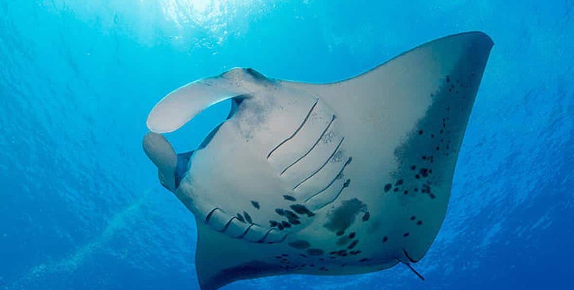 Buceo Y SnorkelingBuceo y Snorkel con mantas en maldivas 195.7.4.97