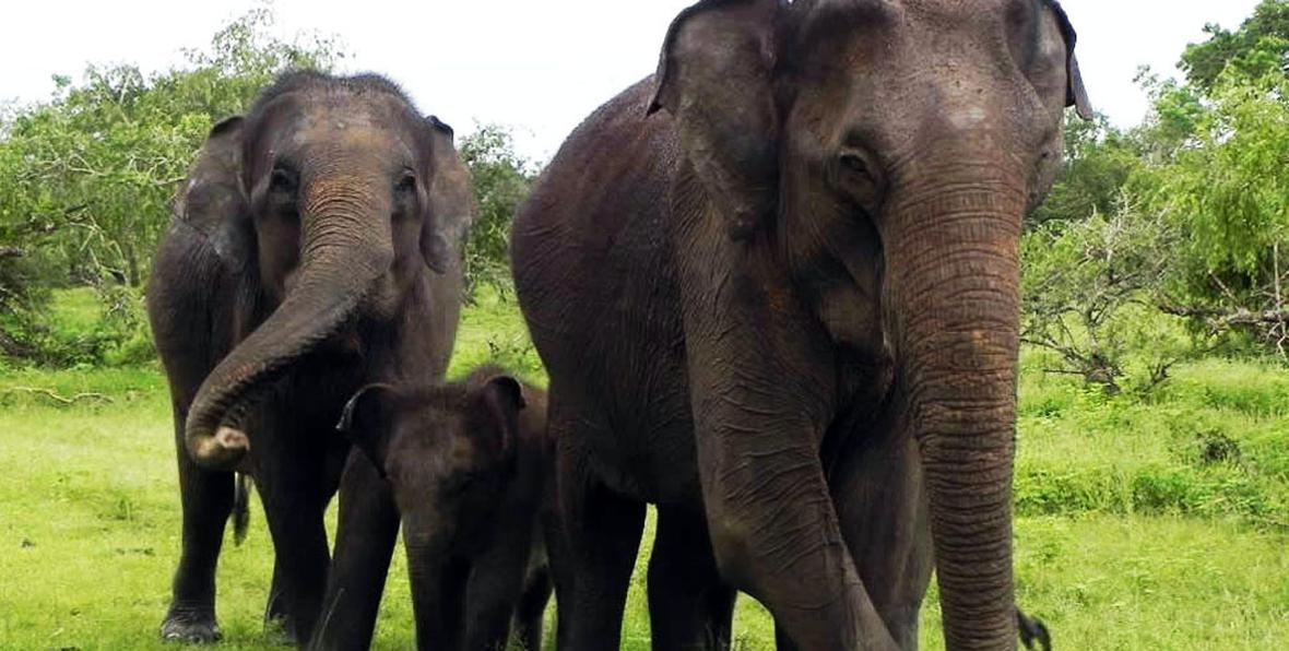 Parque de Yala - 195.7.4.97