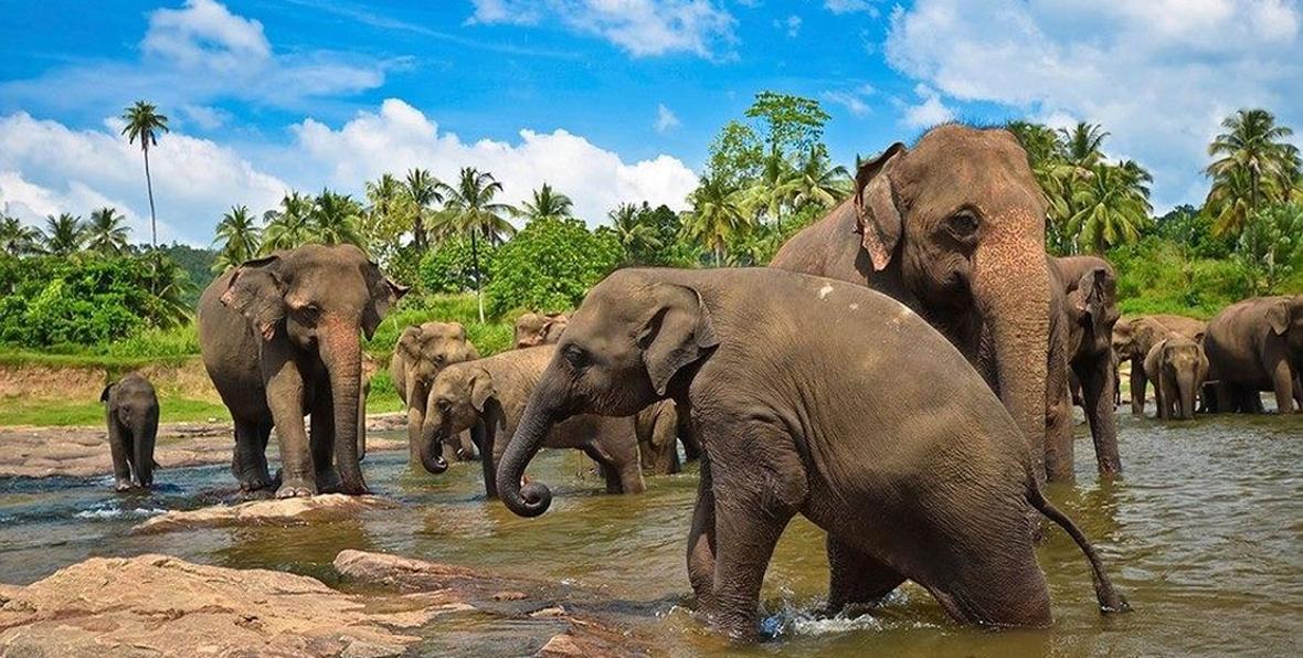 Sri Lanka Cultural Maldivas Noches - 195.7.4.97