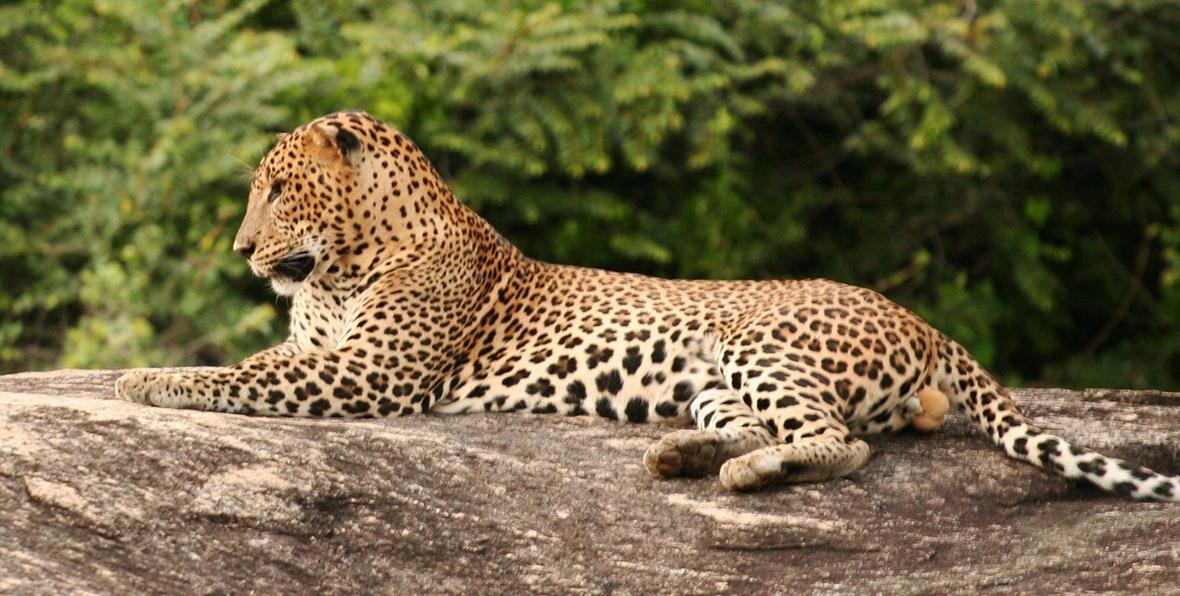 Sri Lanka Heritage Nights - 195.7.4.97